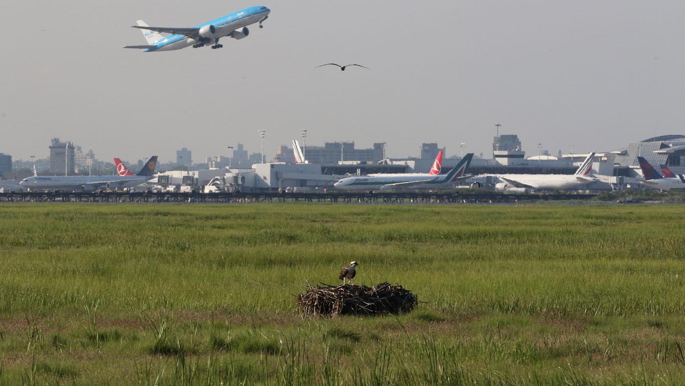 A nesting osprey shares the sky with planes from New York City's John F. Kennedy Airport. (Don Riepe / American Littoral Society)