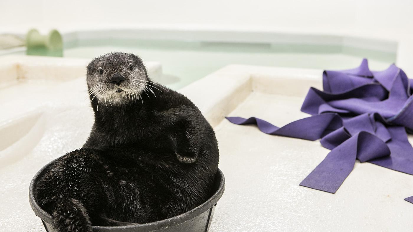 Luna, a rescued sea otter pup at Shedd Aquarium. Photo: ©Shedd Aquarium