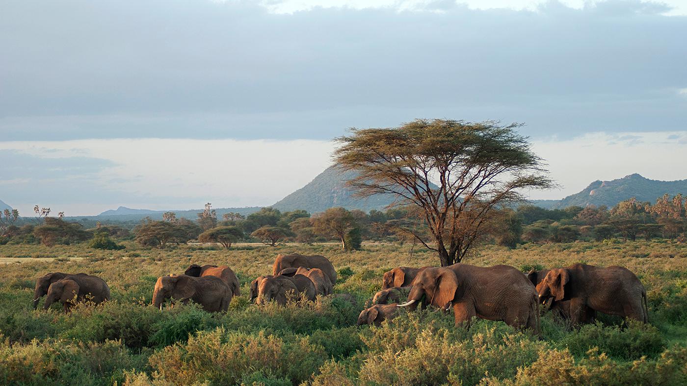 A herd of elephants in Samburu National Park, Kenya. Photo: BBC/Sarah Bright