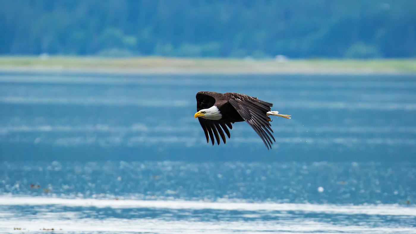 A bald eagle in flight in Alaska. Photo: Chris Kidd.