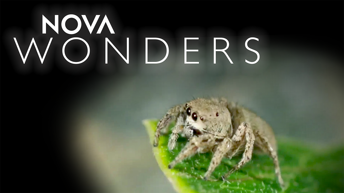 A jumping spider in Nova Wonders. Photo: WGBH Educational Foundation