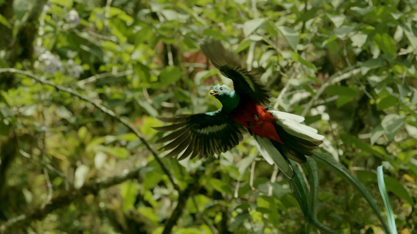 A Resplendent quetzal (Pharmachrus mocinno) male in flight. El Triunfo Biosphere Reserve, Chiapas, Mexico. Photo: BBC NHU 2016
