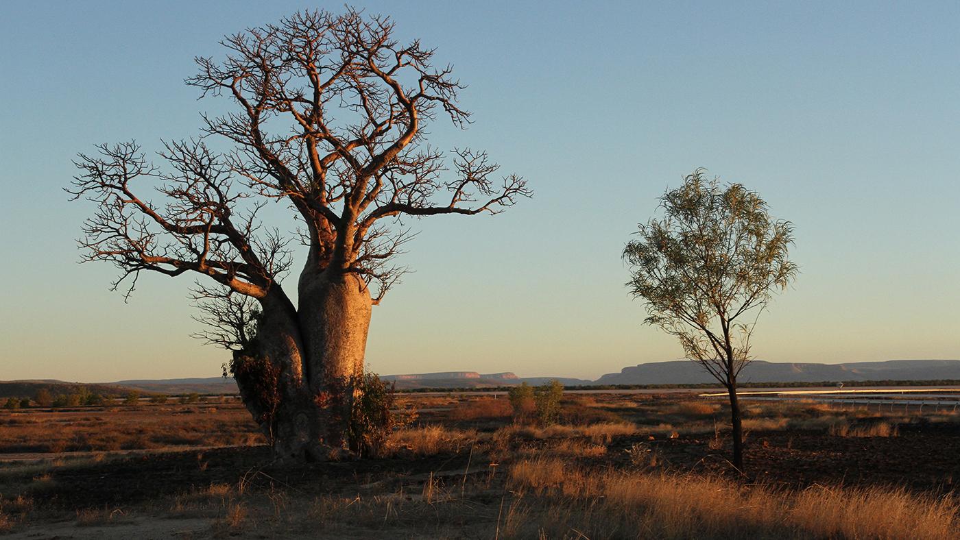 A boab tree. Photo: Northern Pictures