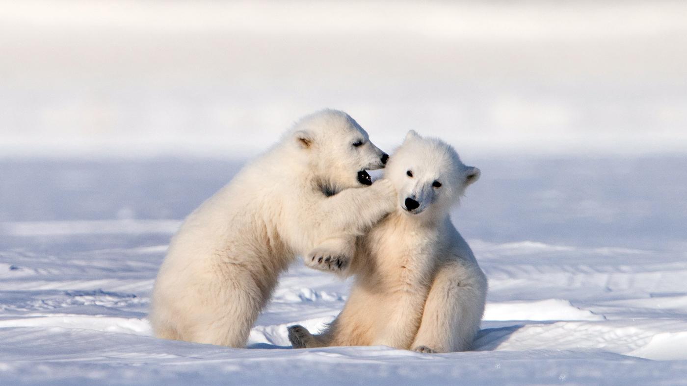 Polar bear cubs playing together. Svalbard Islands. Photo: Roie Galitz / © John Downer Productions
