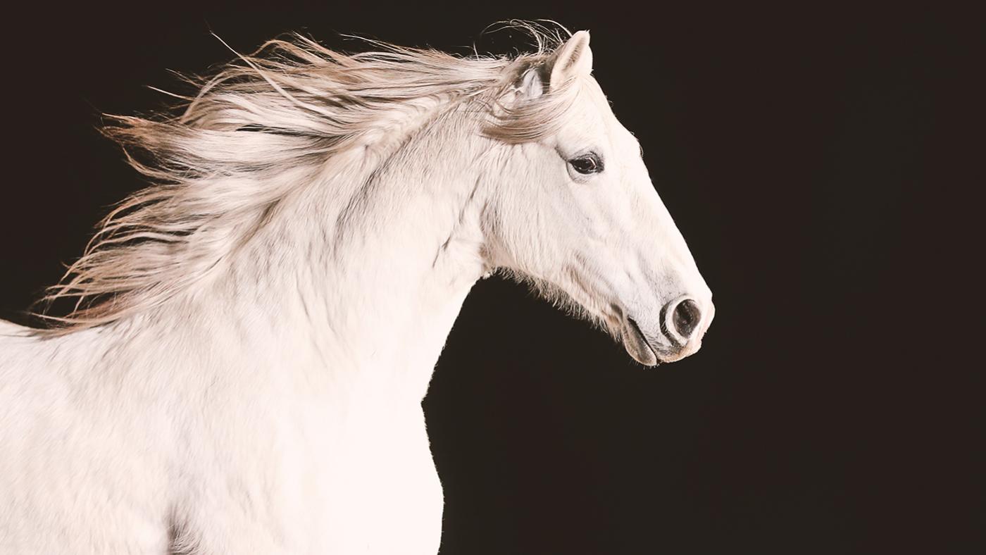 A white Andalusian horse. Photo: Aaron Munson/Handful of Films