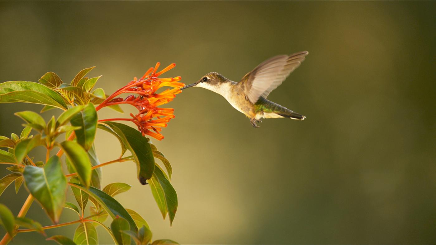 Ruby-throated hummingbird (Archilochus colubris) seems to stop in mid-air as it approaches a flower. Corpus Christi, TX. Photo: Ann Johnson Prum/ © THIRTEEN Productions LLC