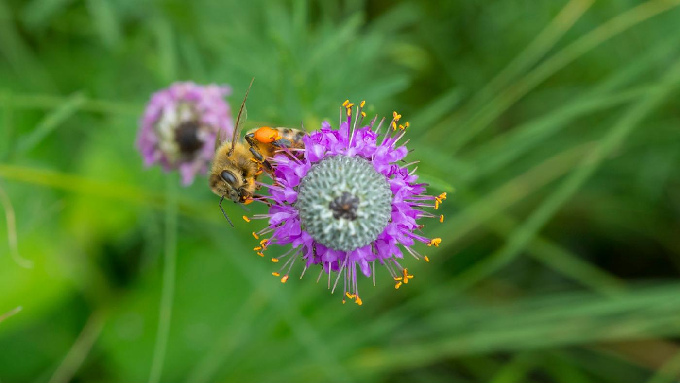 A honey bee. Photo: Courtesy Chicago Botanic Garden