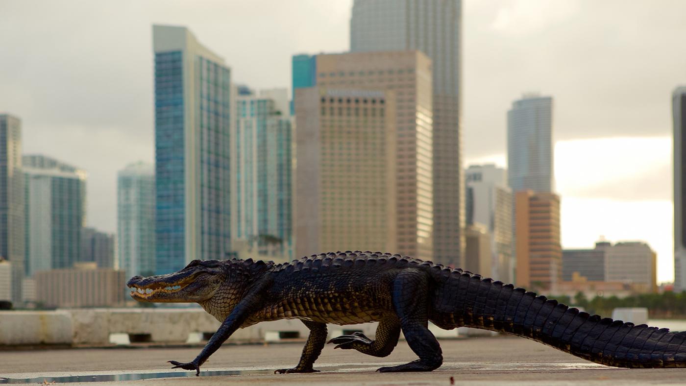 An alligator in a city in Wild Metropolis