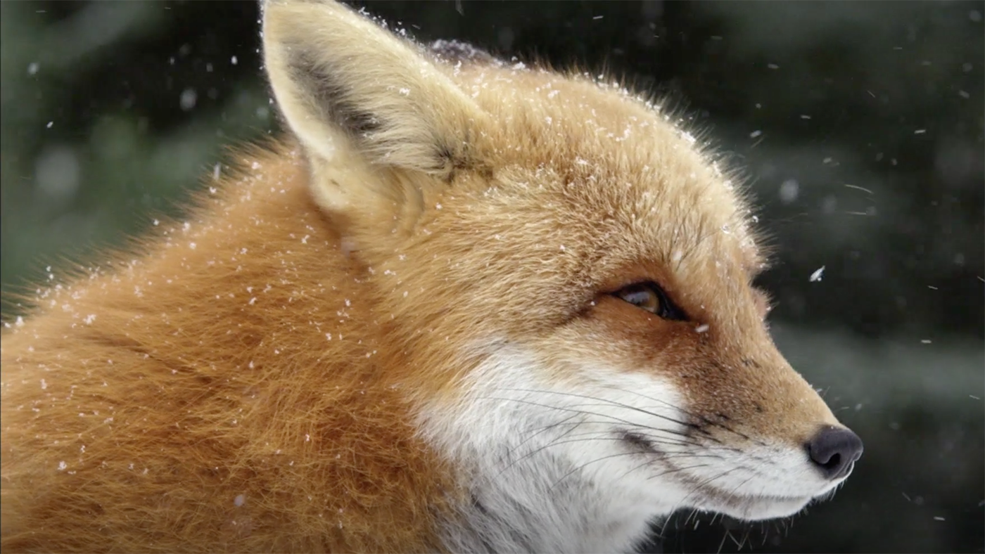 Fox Tales from Nature