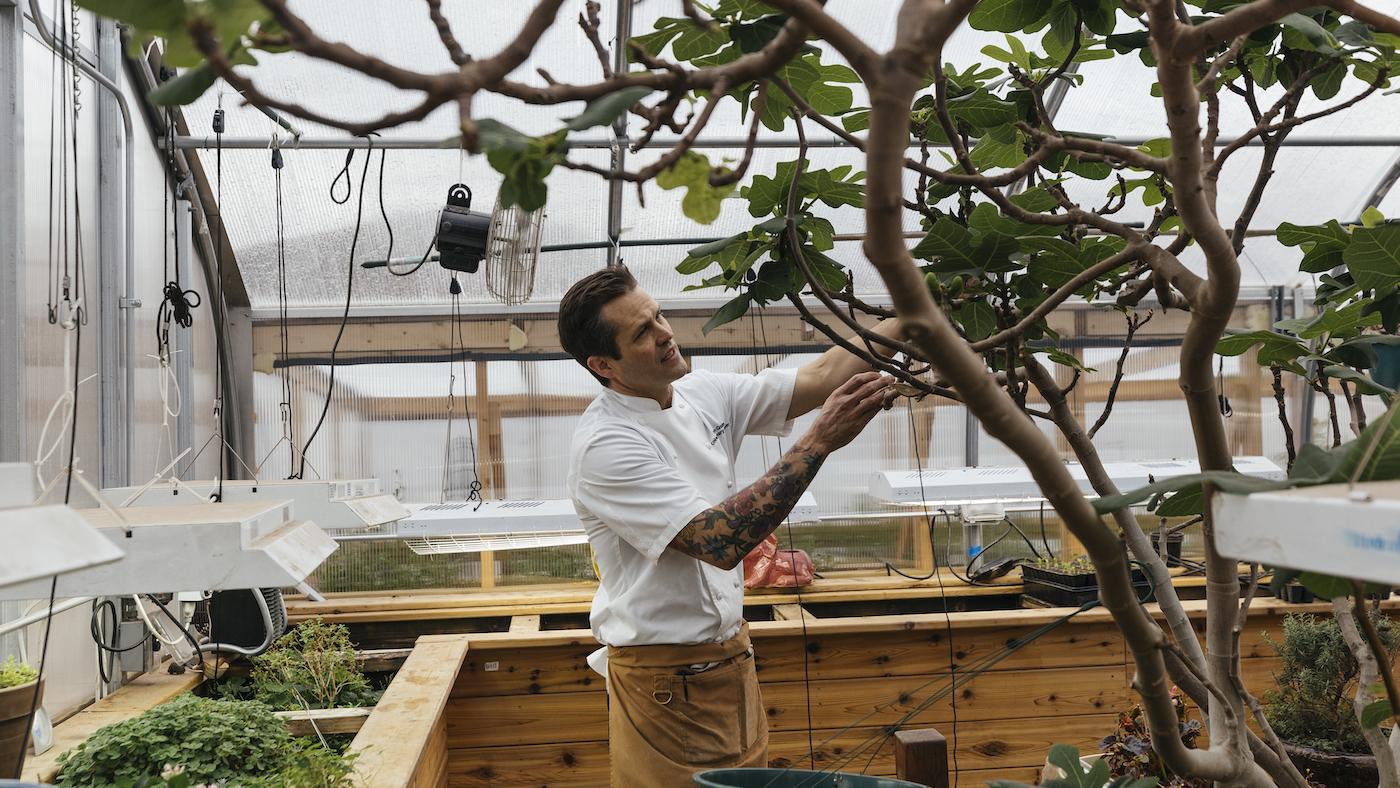 Chef Devon Quinn examines his fig tree in a greenhouse