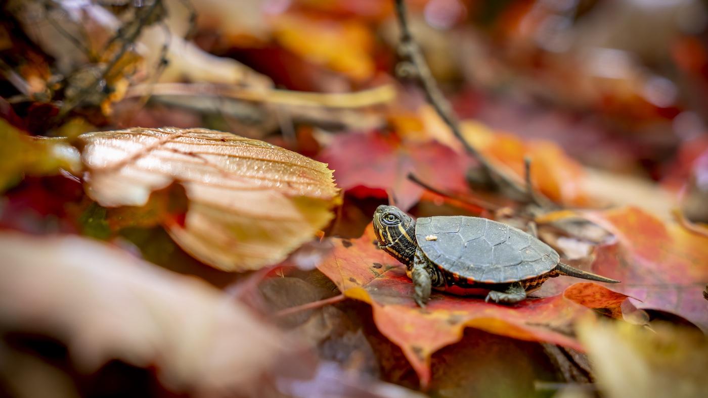 A painted turtle amongst fall leaves in Algonquin Provincial Park, Canada