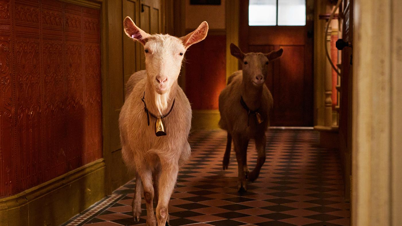 Two goats run down a hallway