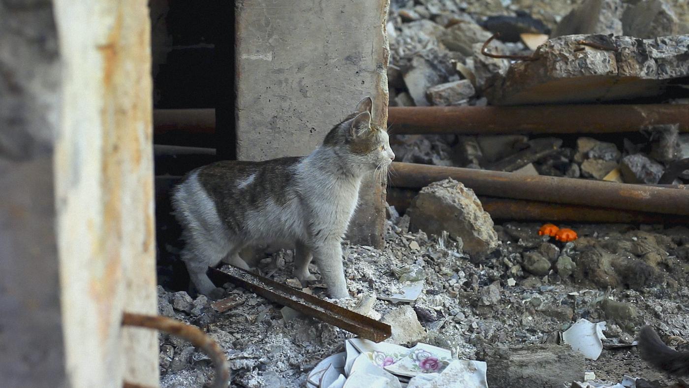 A cat peers out from amongst rubble