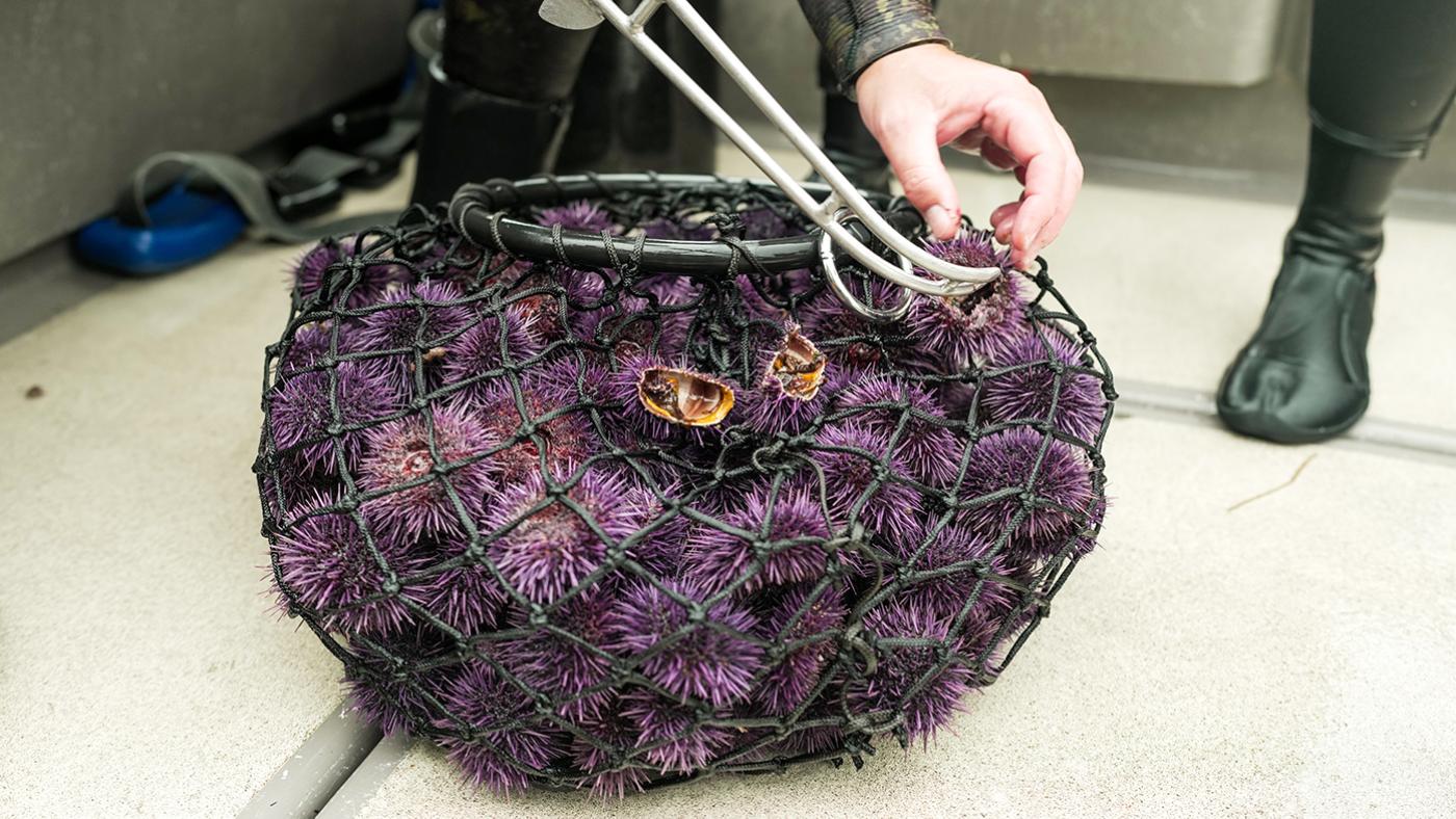 A net bag of spiny purple sea urchins