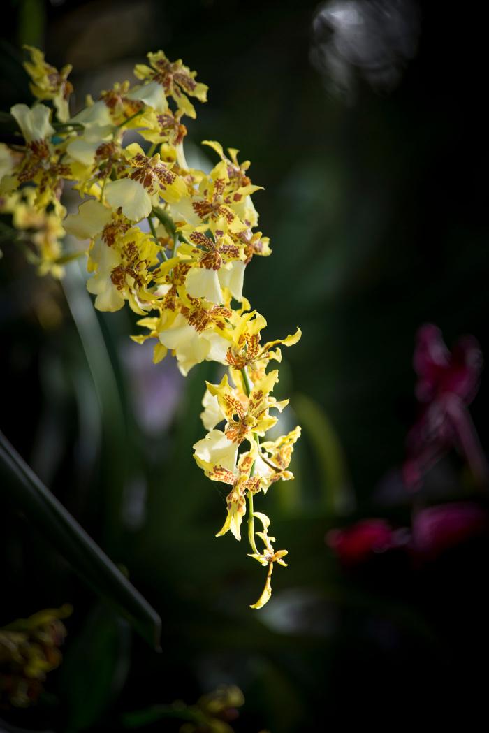 Chicago Botanic Garden's Orchid Show. Photo: Chicago Botanic Garden
