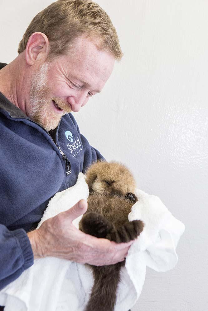 Tim Binder with the rescued sea otter pup Luna. Photo: ©Shedd Aquarium