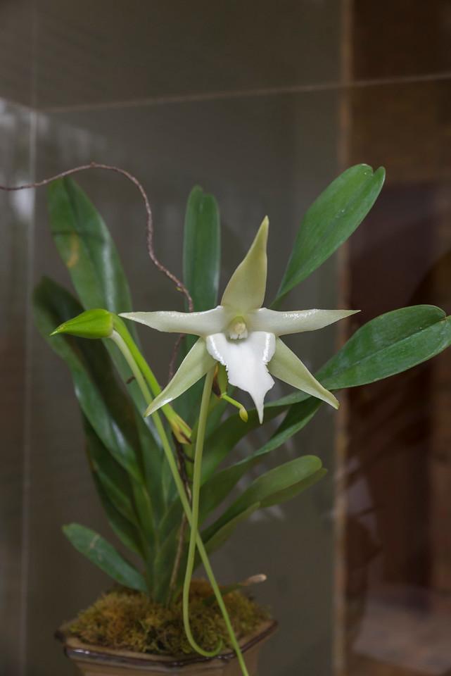 Darwin's orchid at the the Chicago Botanic Garden. Photo: Chicago Botanic Garden