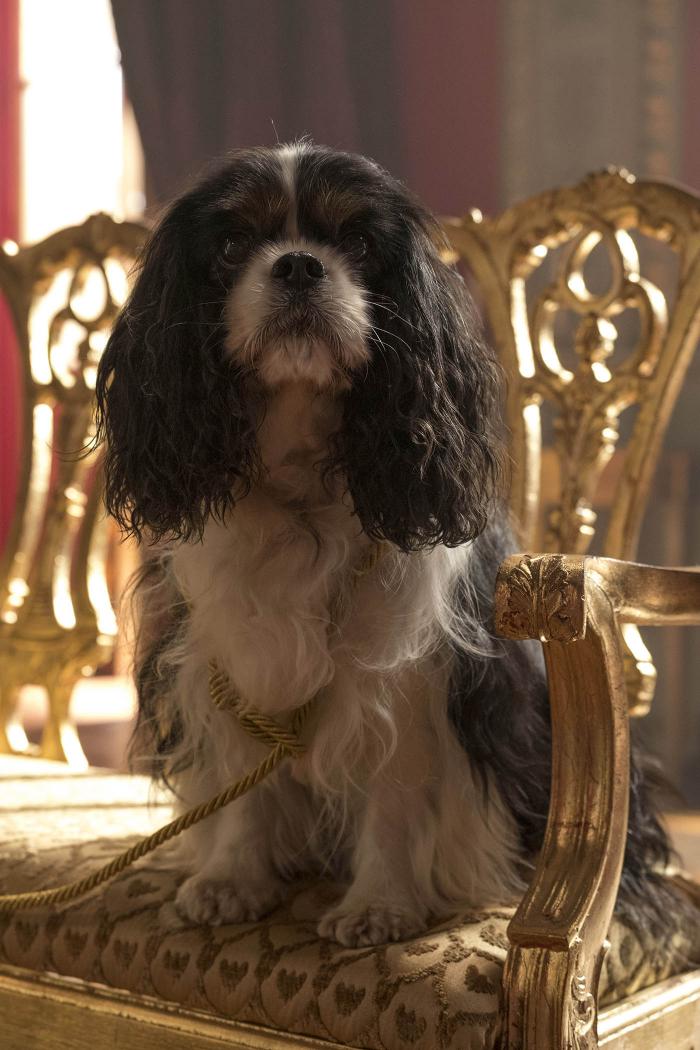 Queen Victoria's dog Dash. Photo: Courtesy of ITV Studios