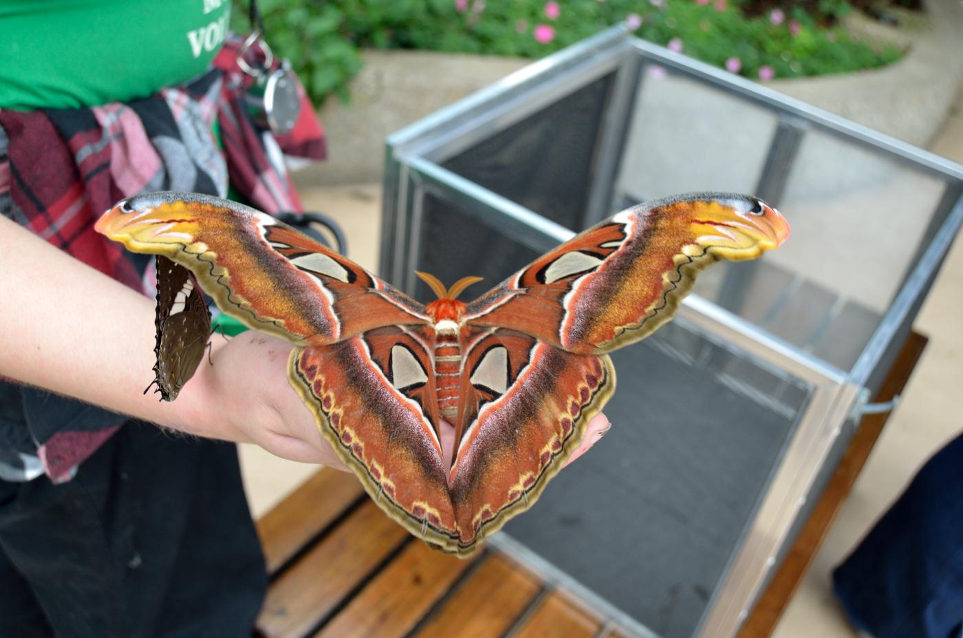 An adult Atlas Moth, which doesn't eat during its two-week lifespan.